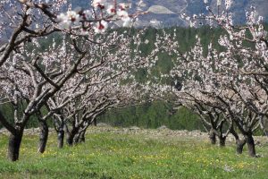 Randonnée Baronnies au printemps Gîte en Drôme provençale